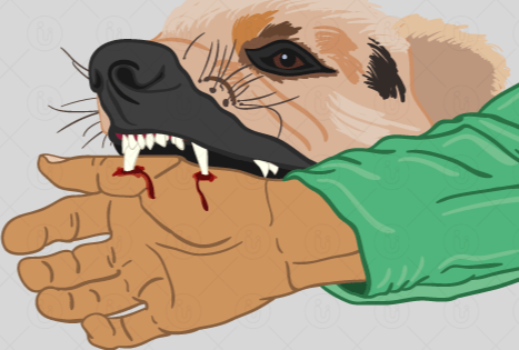 पिंपरीत रेबीजविरोधी पथकाची स्थापना