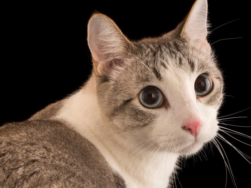 एका फ्लॅटमध्ये ३५० मांजरी, पशू संवर्धन विभागाने बजावली नोटीस!