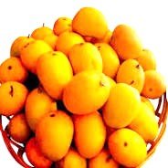 अमेरिकेला आंबा निर्यातीसाठी विकिरण प्रक्रिया व निर्यात सुरळीत!