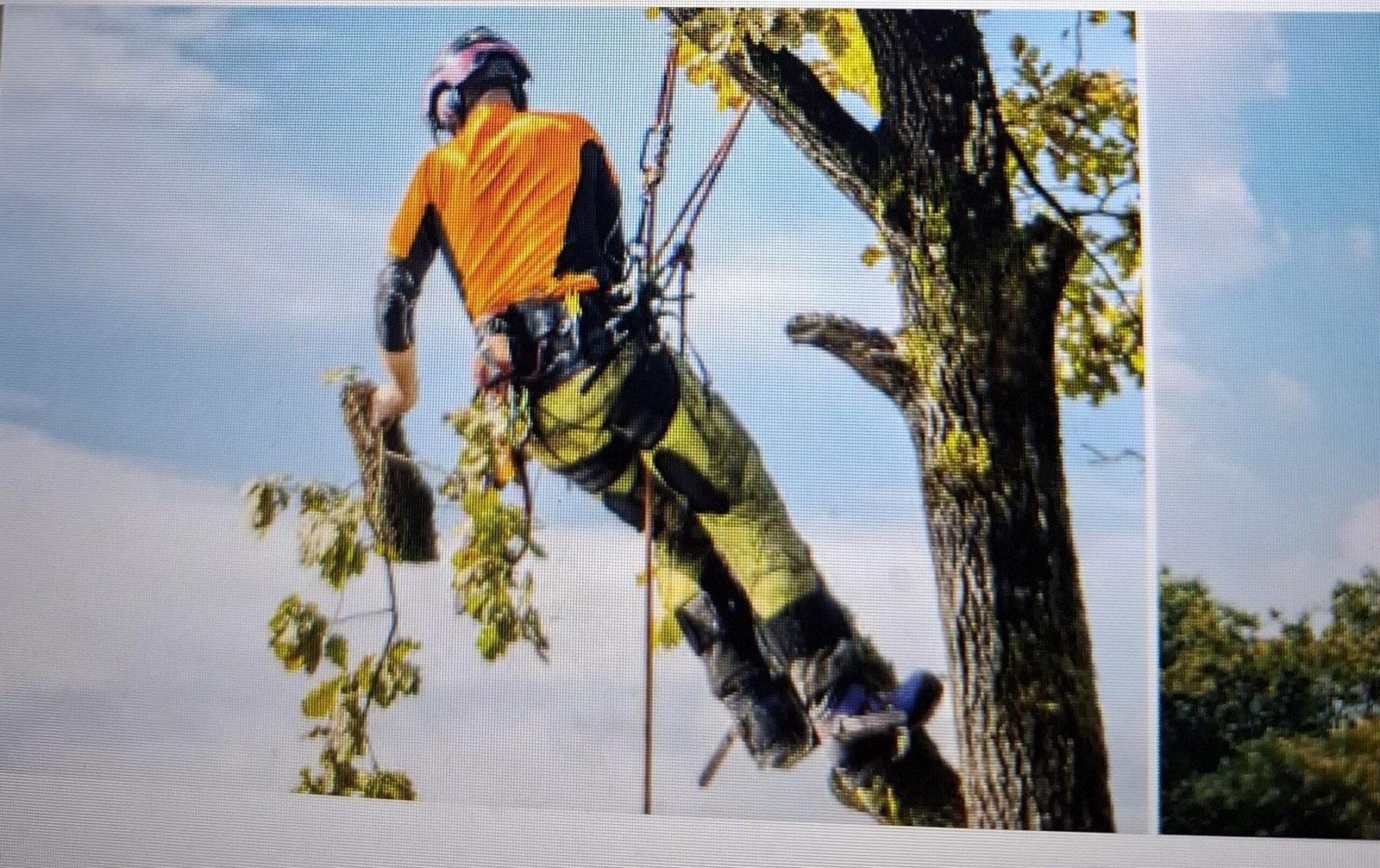 मुळा नदीच्या किनारी हजारो झाडांची होणार कत्तल ?