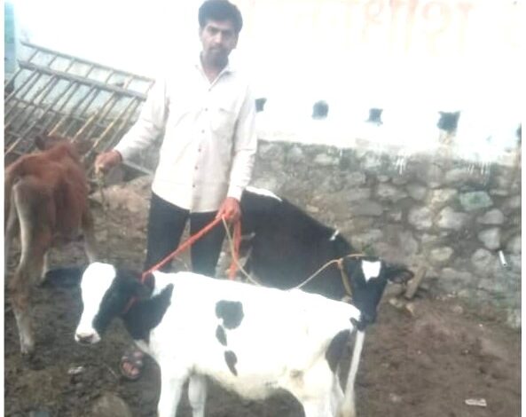 गोरक्षक युवराज गवळी यांनी राबवली “गोदान” मोहीम !